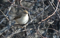 Phylloscopus sindianus lorenzii