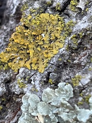 Xanthomendoza oregana