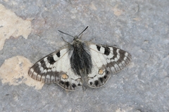 Parnassius stoliczkanus