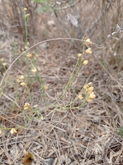 Thamnosma texana