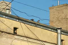 Columba livia domestica