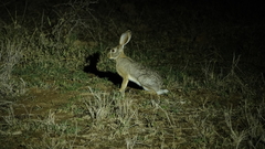 Lepus