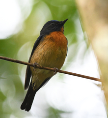 Cyornis