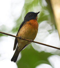 Cyornis