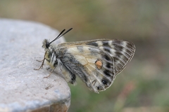 Parnassius stoliczkanus