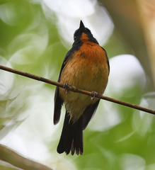 Cyornis