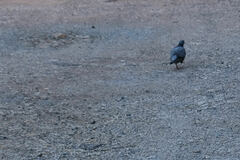 Columba livia domestica