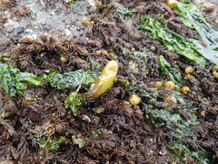Halosaccion glandiforme