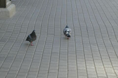 Columba livia domestica