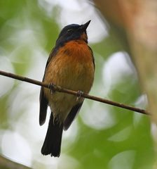 Cyornis