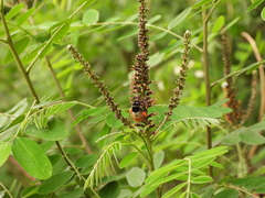 Bombus pyrosoma