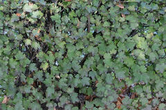 Ribes alpinum