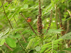 Bombus pyrosoma