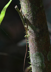 Draco blanfordii
