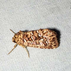 Callopistria granitosa