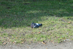 Columba livia domestica