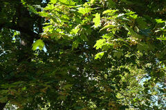 Acer platanoides