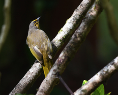 Pycnonotus finlaysoni