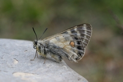 Parnassius stoliczkanus