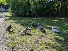 Columba livia domestica
