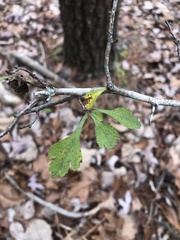 Crataegus spathulata