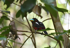 Cymbirhynchus macrorhynchos