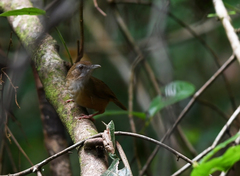 Malacocincla abbotti