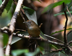 Malacocincla abbotti