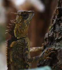 Acanthosaura phuketensis