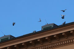 Columba livia domestica