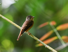 Muscicapa ferruginea