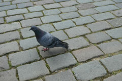 Columba livia domestica