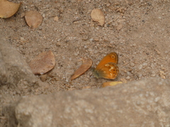 Coenonympha corinna