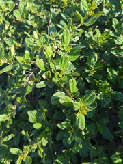 Ceanothus thyrsiflorus
