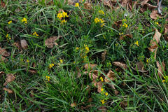 Medicago falcata