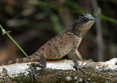 Acanthosaura phuketensis