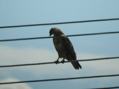 Buteo buteo vulpinus