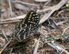 Lexias dirtea