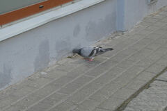 Columba livia domestica