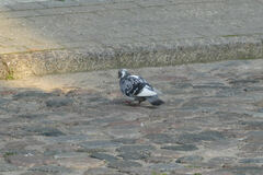 Columba livia domestica