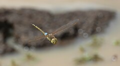Anax ephippiger