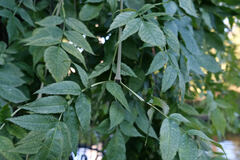 Fraxinus excelsior