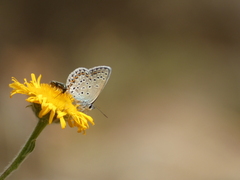 Plebejus argus