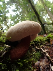 Boletus quercophilus