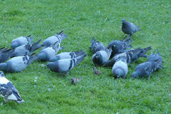Columba livia domestica