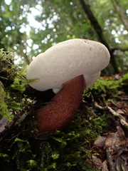 Boletus quercophilus