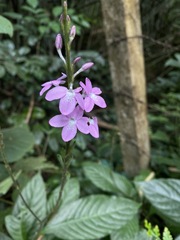 Pseuderanthemum