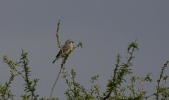 Passer rufocinctus
