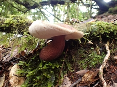 Boletus quercophilus