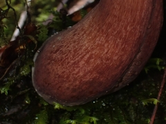 Boletus quercophilus